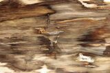 Polished, Petrified Wood (Metasequoia) Stand Up - Oregon #185136-1